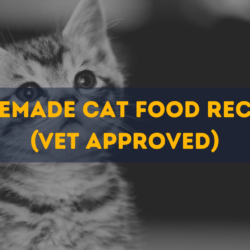 Homemade cat food recipes vet approved 100%